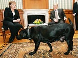 Немецкий таблоид обвинил Путина во лжи из-за истории с Меркель и лабрадором Кони Немецкий таблоид обвинил Путина во лжи из-за истории с Меркель и лабрадором Кони