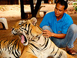 Журнал National Geographic выяснил, как живется тиграм в "тигрином монастыре"