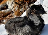 Тимура отлучили от Амура: козел ожирел, а у соседки-тигрицы началась течка Тимура отлучили от Амура: козел ожирел, а у соседки-тигрицы началась течка