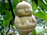 Они стали выращивать груши в формах в виде различных китайских божеств, в том числе бога богатства, долголетия и других. Такие продукты привлекают внимание не только туристов, но и у местных жителей