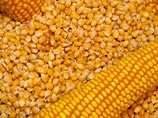 Россельхознадзор готовится запретить ввоз в Россию кукурузы из США