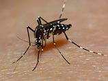 Разносчиком вируса является комар Aedes aegypti. Вспышки болезни зарегистрированы в Азии, Африке, Южной и Северной Америке, Тихоокеанском регионе