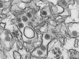 В Дании зарегистрирован первый случай заболевания лихорадкой Зика, эпидемия которой разразилась в Западном полушарии