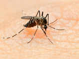 Разносчиком вируса является комар Aedes aegypti