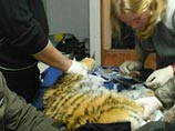 Тигренок находится в тяжелом состоянии, скорее всего, вследствие истощения, сообщает Центр "Амурский тигр" со ссылкой на данные специалистов