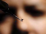 Всемирная организация здравоохранения (ВОЗ) предсказывает дальнейшее распространение вируса Зика, который переносится комарами, в странах Северной и Южной Америки, за исключением Канады и Чили