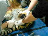 Обессиленная тигрица была найдена 27 января у автомобильной дороги неподалеку от села Барабаш в Приморье. Животное было сильно истощено и практически не передвигалось из-за ослабленных задних лап