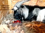 Приморский сафари-парк опубликовал ВИДЕО выздоравливающего козла Тимура после трепки от тигра Амура