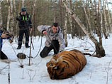 Тигра блокировали около Борового. "В связи с угрозой для жизни населения район местонахождения тигра был оцеплен, туда доставили ветеринар воронежского зоопарка", - рассказали в ГУ МЧС