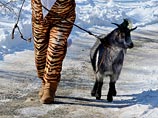 В тот же день на странице, посвященной Тимуру и Амуру, появились фотографии козы Маньки, которая прибыла в сафари-парк из Находки, чтобы познакомиться с известным козлом, в свадебном наряде