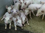 В Крыму ввели режим чрезвычайной ситуации из-за вспышки африканской чумы свиней