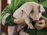 В Крыму ввели режим чрезвычайной ситуации из-за вспышки африканской чумы свиней
