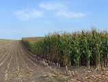 Претензии к кукурузе связаны с поставками продукции, зараженной карантинным для России объектом - диплодиозом кукурузы