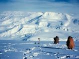 Под слоем антарктического льда могут скрываться железные метеориты