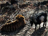 Приморский сафари-парк прервал реалити-шоу из жизни сдружившихся тигра и козла - деньги закончились