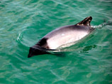 Детеныш дельфина погиб после того, как туристы в Аргентине вытащили его на берег, чтобы пофотографироваться