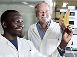 В США генетически модифицированные бананы испытают на студентах 
