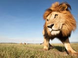 В Кении шесть львов сбежали из национального парка и проникли в жилые районы столицы