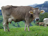 Швейцарский фермер добивается финансовой поддержки для тех, кто содержит рогатый скот