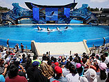 Калифорнийский аквапарк SeaWorld признался в слежке за зоозащитниками