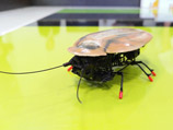 Министр образования и науки предложил массово выпускать роботов-тараканов - они полезны детям и подросткам