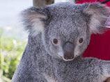 В Австралии велосипедисты остановились, чтобы напоить коалу (ФОТО)