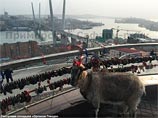 В Приморском сафари-парке проходит конкурс невест козла Тимура. Благосклонности знаменитого на всю Россию друга тигра Амура добиваются сразу несколько коз В Приморском сафари-парке проходит конкурс невест козла Тимура. Благосклонности знаменитого на всю Россию друга тигра Амура добиваются сразу несколько коз