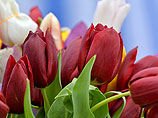 Три тысячи тюльпанов разных сортов и оттенков подарят всем женщинам, пришедшим в Воронцовский парк