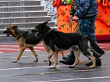 "Из-за угрозы взрыва с территории рынка эвакуировано 1800 человек", - сказал собеседник агентства. По его словам, территорию рынка проверяют кинологи "Из-за угрозы взрыва с территории рынка эвакуировано 1800 человек", - сказал собеседник агентства. По его словам, территорию рынка проверяют кинологи