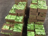 В Бельгии в контейнере с колумбийскими бананами найдено 3 тонны кокаина