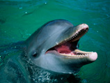 Минобороны РФ закупает для своих нужд 5 дельфинов-афалин: трех самцов
и двух самок