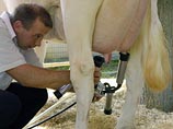 В США законодатели заболели, отметив сырым молоком разрешение на его употребление