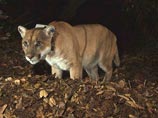 В нападении на коалу с целью позднего ужина заподозрили знаменитого голливудского горного льва по кличке П-22, обитающего в парке Гриффит