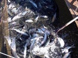 Росрыболовство озаботилось судьбой байкальского омуля Росрыболовство озаботилось судьбой байкальского омуля