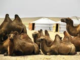 В Монголии прошла крупнейшая в мире гонка на верблюдах