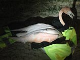 В США полиция поймала на трассе фламинго-беглеца (ВИДЕО)