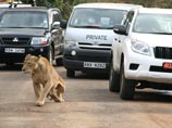 В столице Кении на мужчину напал бродячий лев (ВИДЕО)