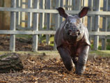 В национальном парке Индии спасли недельного носорога