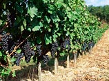 Изменение климата помогло французским виноградникам, но в будущем все может измениться 