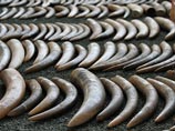 В Танзании китайцы, причастные к убийству 226 слонов, приговорены к 35 годам тюрьмы