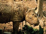 В Индонезии впервые за 40 лет вымирающий суматранский носорог попал в руки к исследователям