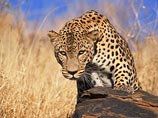 Работники Кавказского биосферного заповедника имени Х.Г. Шапошникова рассказали, как посетителям защитить себя от опасной встречи с леопардами, которых в мае этого года собираются выпустить в дикую природу