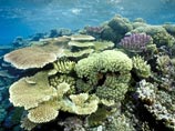 Как отмечают эксперты, из-за глобального потепления и слишком высоких температур мирового океана значительная часть корралов обесцвечивается