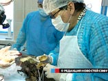 В Якутии ученые извлекли мозг щенка, жившего 12,5 тысяч лет назад