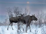 В Финляндии на озере утонули пять "не самых умных" лосей В Финляндии на озере утонули пять "не самых умных" лосей