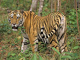 Индокитайский тигр признан вымершим на территории Камбоджи