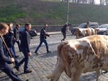 У здания правительства Украины прошел митинг с коровами