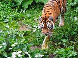 Мировая популяция тигров выросла впервые за последнее столетие, отмечают в WWF