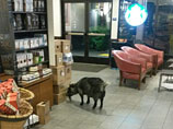 В Калифорнии посетительницей сетевой кофейни стала любопытная коза (ФОТО)