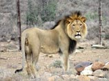 В ЮАР беглеца-рецидивиста льва Сильвестра переселят на новое место с молодыми львицами